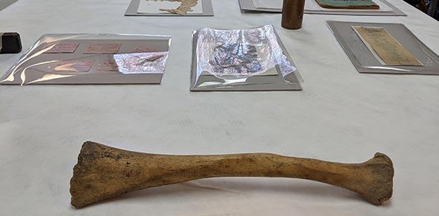 GAC Elephant Bone