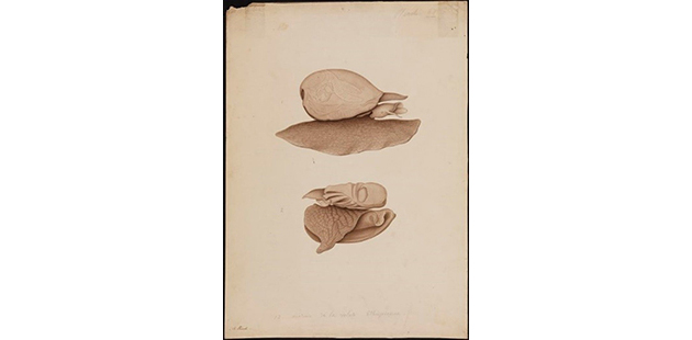 TC Drawing of Volute ethioienne specimen Shark Bay 1820 A Provist Freycinet collections State Library of Western Australia