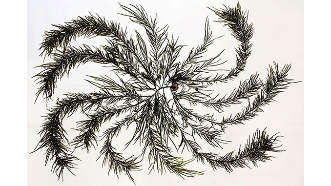 AAR-MAG&M-Seaweed-Arboretum-Large-Crayweed