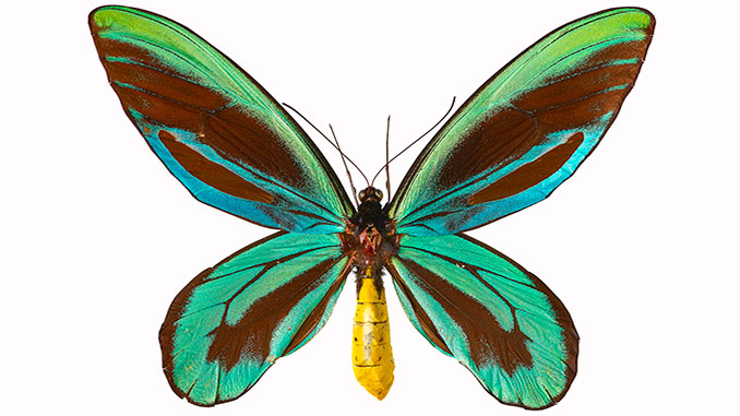 MM Queen Alexandra's Birdwing Butterfly courtesy of The Trustees of the Natural History Museum London