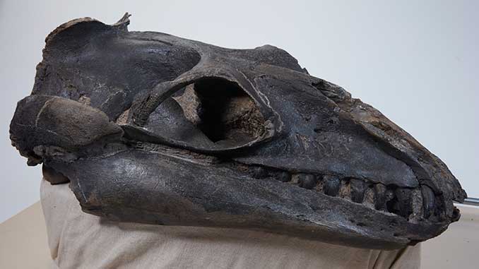 Museums-Victoria-Janjucetus-hunderi-skull-photo-by-Benjamin-Healley